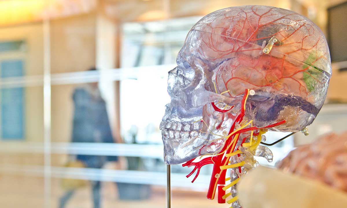 Modell som visar ett genomskinligt huvud där hjärna och blodådror syns